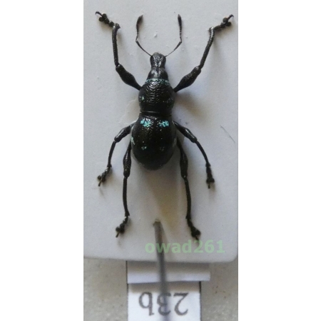Metapocyrtus sp. Heller, 1912 male Philippines23b